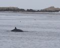 Minke Whale